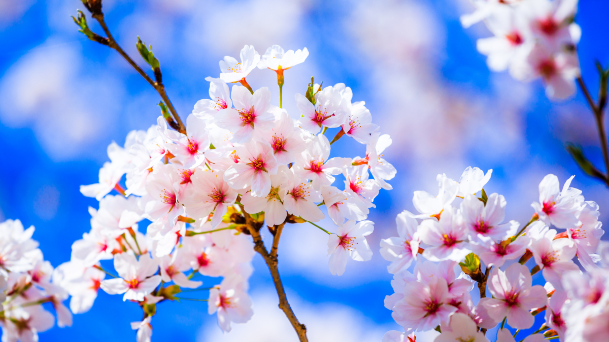 Cerisier Artificiel Maison Du Monde